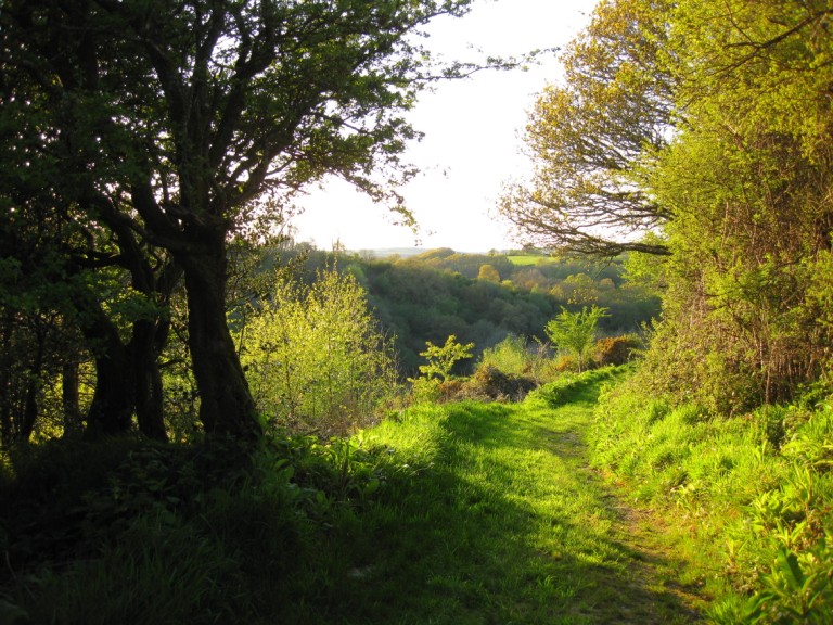 Hedgerow and track to wagon.jpg