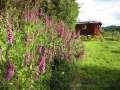 Foxgloves.JPG